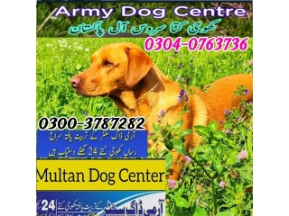 Army Dog Center Rawalpindi 03268768029