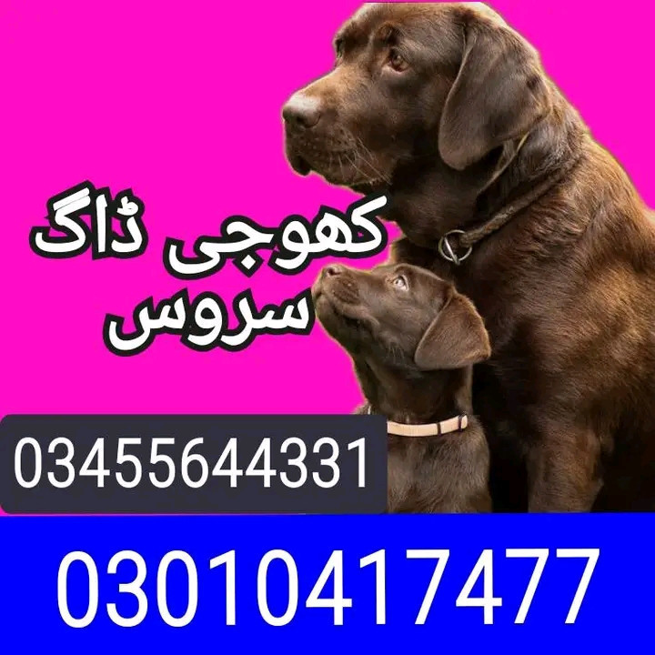 Army dog center okara 03010417477