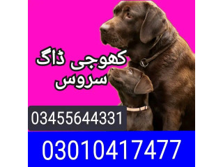 Army dog center okara 03010417477