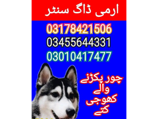 Khoji dogs center multan 03010417477